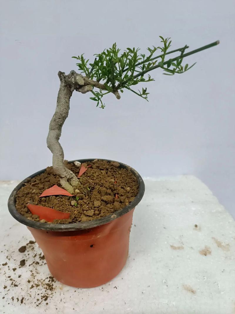 迎春花怎么养，迎春花怎么养成老桩-第8张图片-优品飞百科