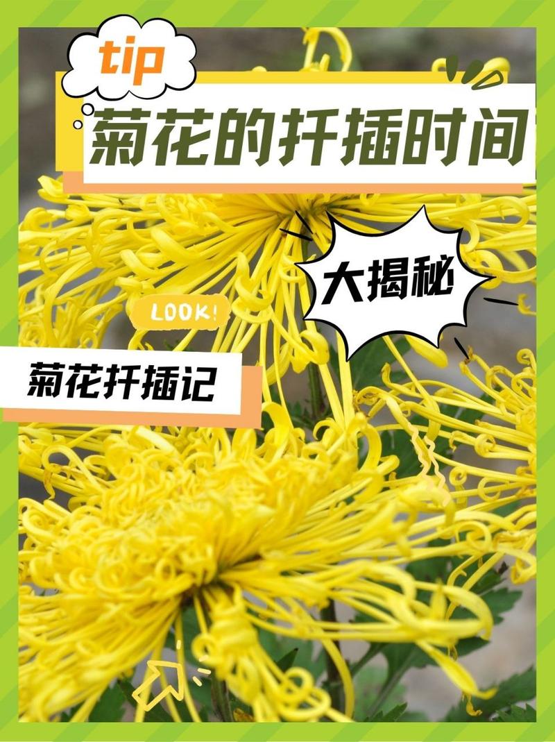 菊花扦插时间，菊花扦插时间和方法及剪枝时间-第2张图片-优品飞百科
