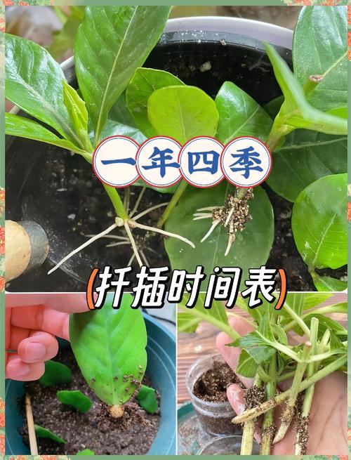 菊花扦插时间，菊花扦插时间和方法及剪枝时间-第3张图片-优品飞百科