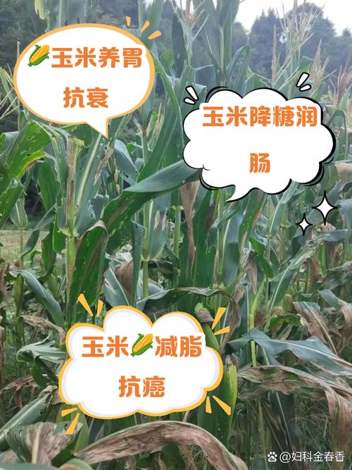 玉米石怎么施肥,施玉米肥最简单的人工办法?-第1张图片-优品飞百科 玉米石怎么施肥,施玉米肥最简单的人工办法?-第1张图片-优品飞百科