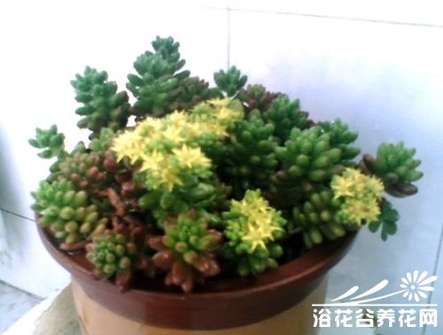 玉米石怎么施肥,施玉米肥最简单的人工办法?-第2张图片-优品飞百科 玉米石怎么施肥,施玉米肥最简单的人工办法?-第2张图片-优品飞百科