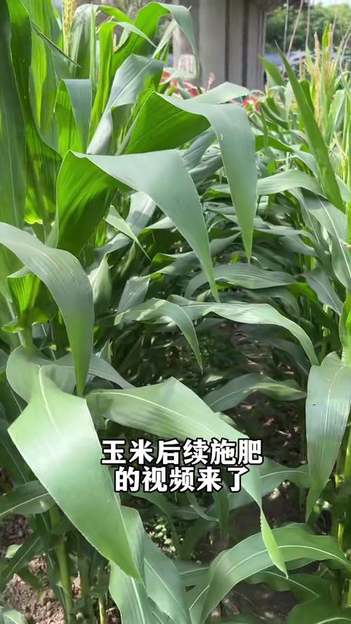 玉米石怎么施肥,施玉米肥最简单的人工办法?-第3张图片-优品飞百科 玉米石怎么施肥,施玉米肥最简单的人工办法?-第3张图片-优品飞百科