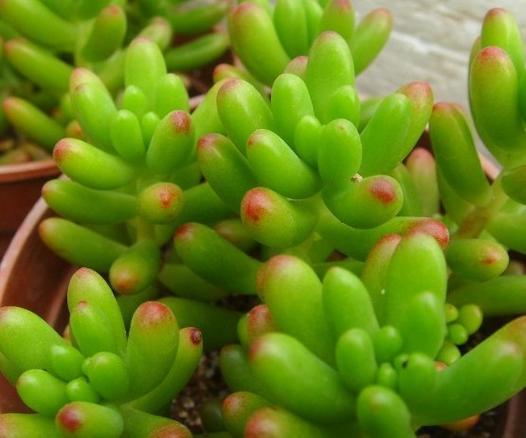 玉米石怎么施肥,施玉米肥最简单的人工办法?-第4张图片-优品飞百科 玉米石怎么施肥,施玉米肥最简单的人工办法?-第4张图片-优品飞百科