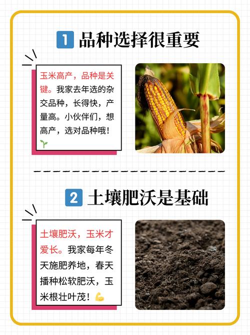 玉米石怎么施肥,施玉米肥最简单的人工办法?-第6张图片-优品飞百科 玉米石怎么施肥,施玉米肥最简单的人工办法?-第6张图片-优品飞百科