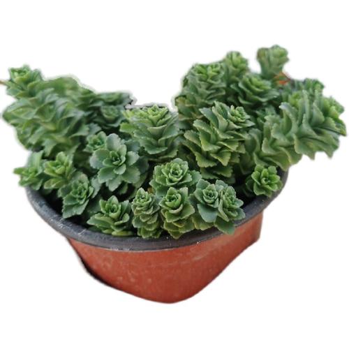 八宝景天怎么种植，八宝景天怎么爆盆