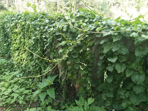 八宝景天怎么种植，八宝景天怎么爆盆-第2张图片-优品飞百科