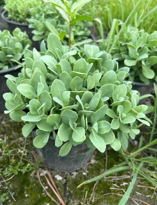 八宝景天怎么种植，八宝景天怎么爆盆-第3张图片-优品飞百科