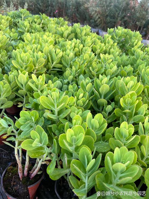 八宝景天怎么种植，八宝景天怎么爆盆-第5张图片-优品飞百科