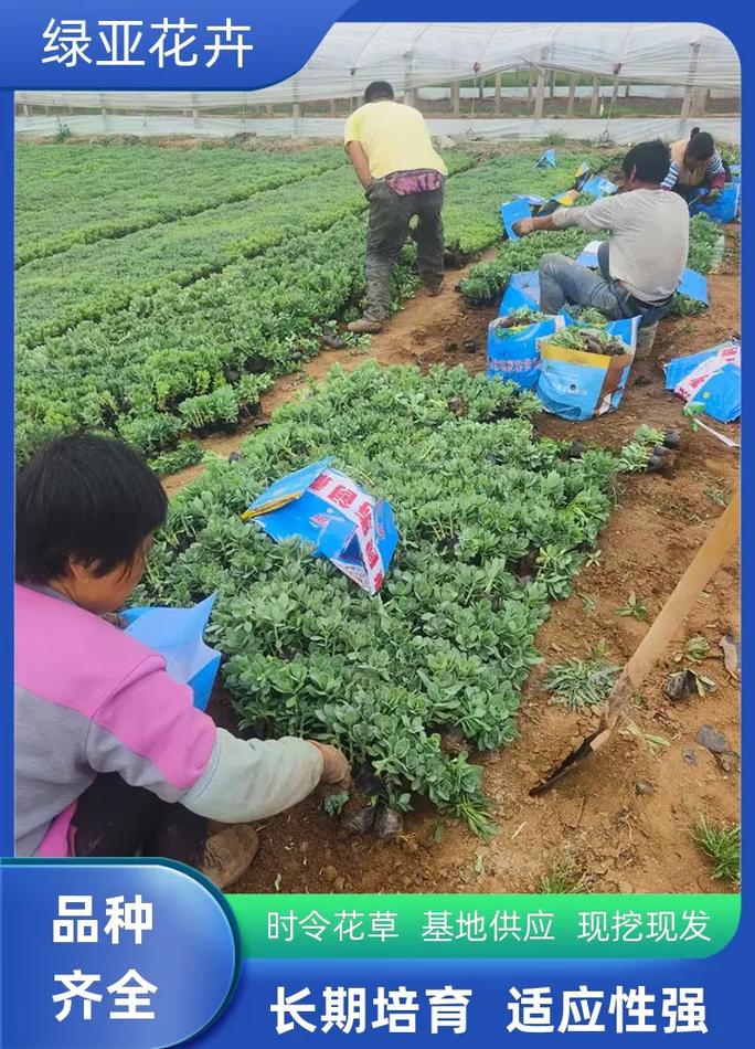 八宝景天怎么种植，八宝景天怎么爆盆-第6张图片-优品飞百科