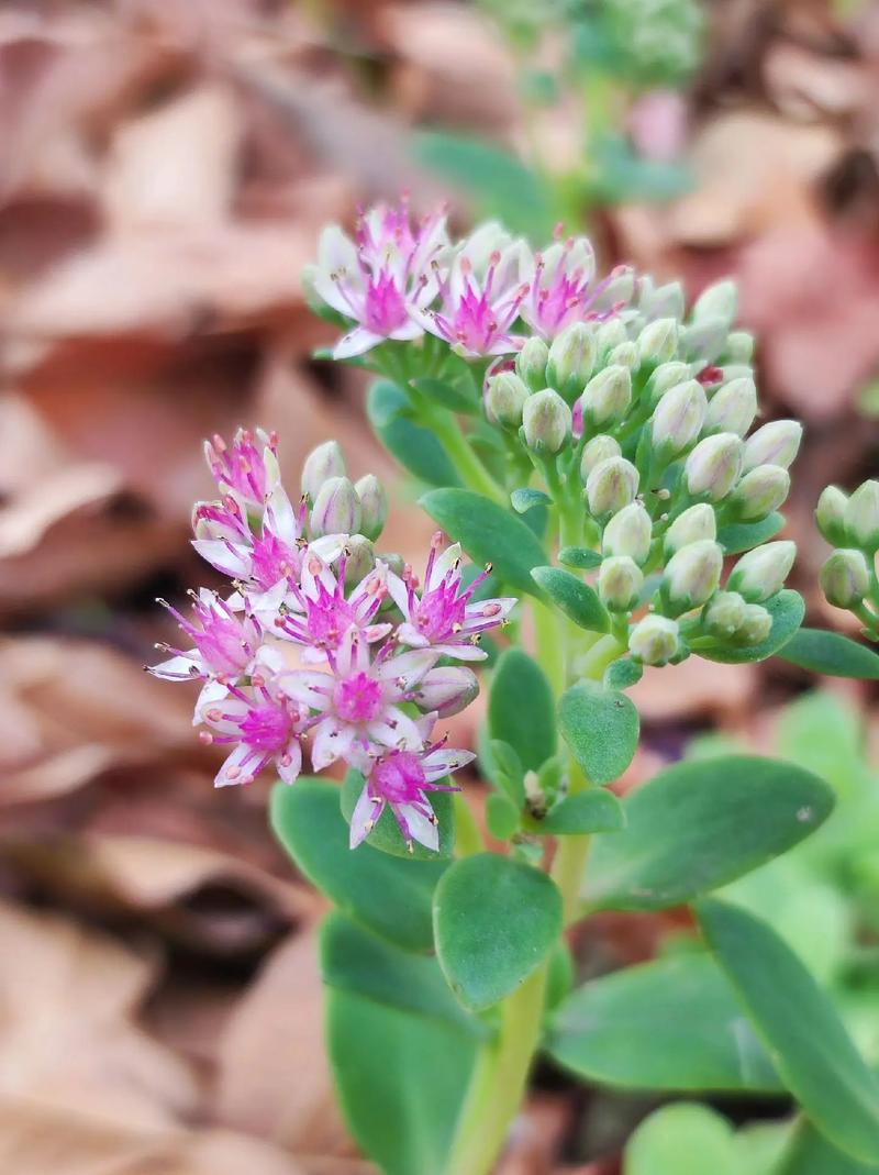 八宝景天怎么种植，八宝景天怎么爆盆-第7张图片-优品飞百科