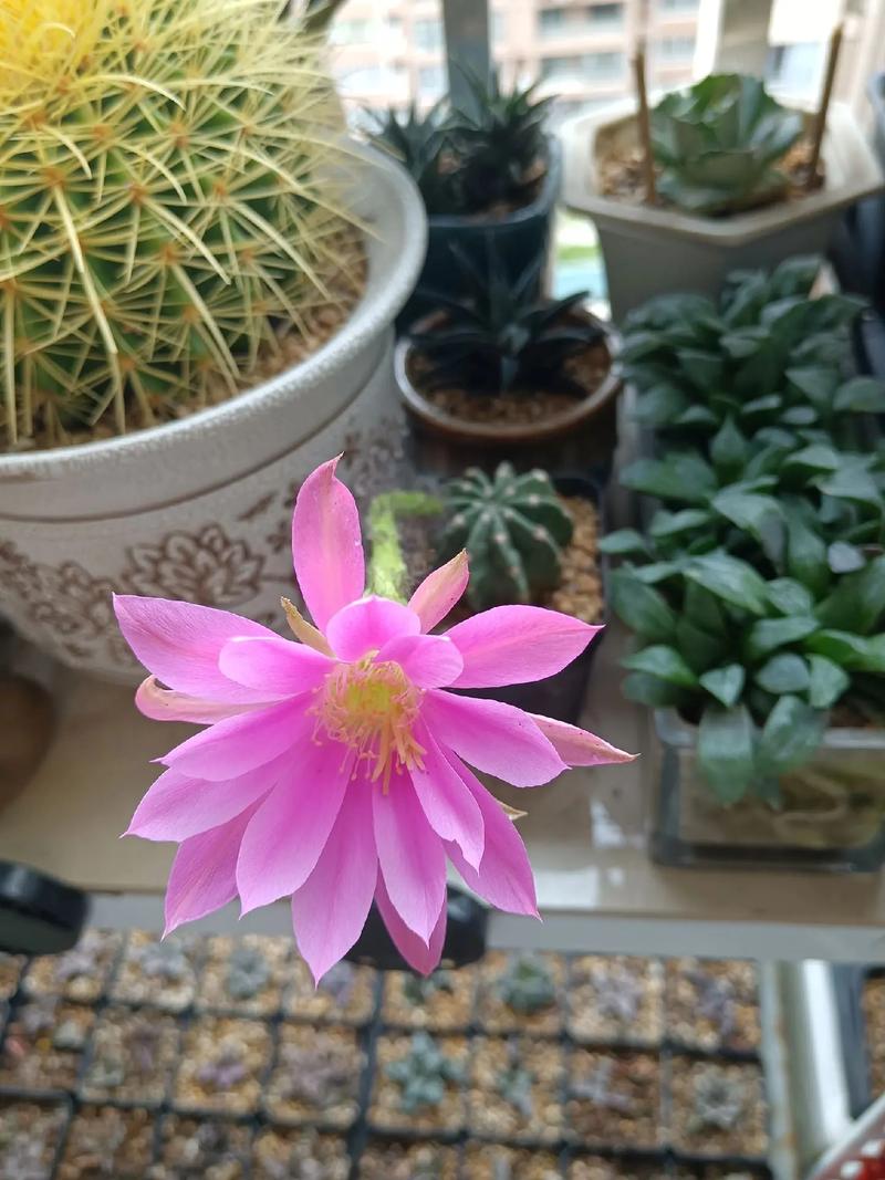 给“仙人球”换盆?给仙人球换盆扎手?-第1张图片-优品飞百科 给“仙人球”换盆?给仙人球换盆扎手?-第1张图片-优品飞百科