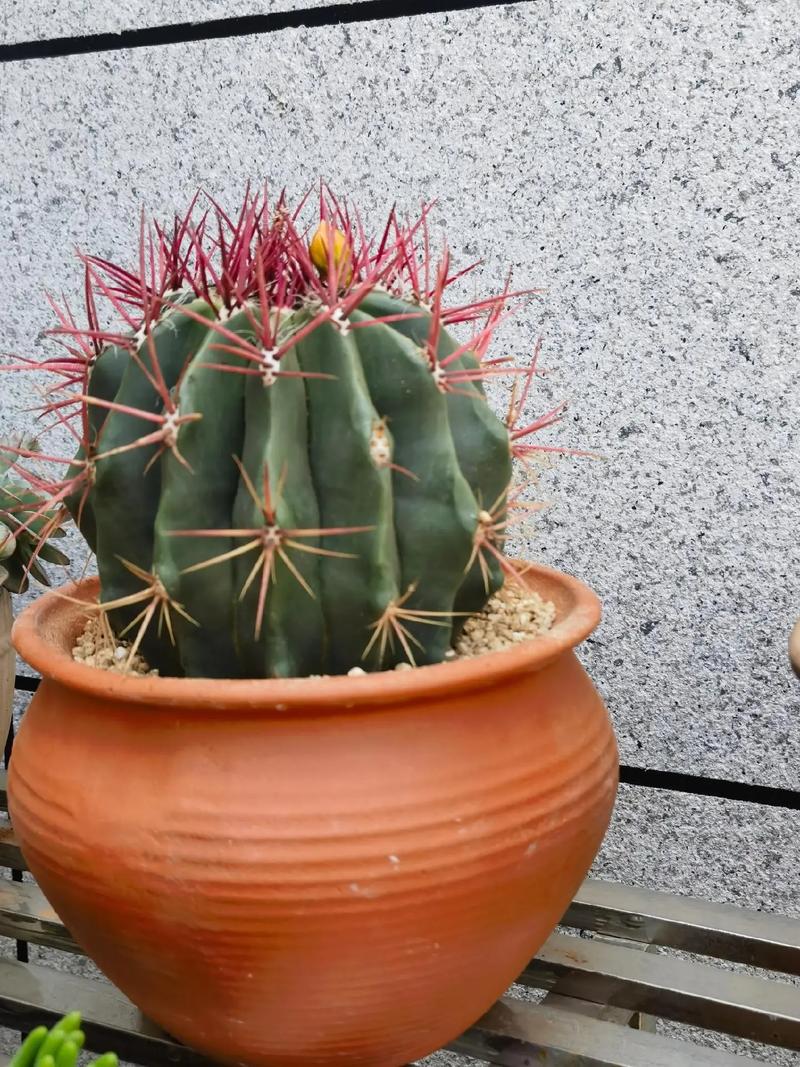 给“仙人球”换盆?给仙人球换盆扎手?-第3张图片-优品飞百科 给“仙人球”换盆?给仙人球换盆扎手?-第3张图片-优品飞百科