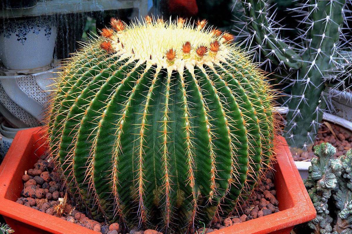 给“仙人球”换盆?给仙人球换盆扎手?-第4张图片-优品飞百科 给“仙人球”换盆?给仙人球换盆扎手?-第4张图片-优品飞百科