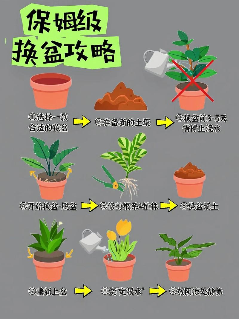 给“仙人球”换盆?给仙人球换盆扎手?-第5张图片-优品飞百科 给“仙人球”换盆?给仙人球换盆扎手?-第5张图片-优品飞百科