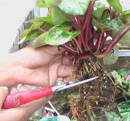 给“仙人球”换盆?给仙人球换盆扎手?-第6张图片-优品飞百科 给“仙人球”换盆?给仙人球换盆扎手?-第6张图片-优品飞百科