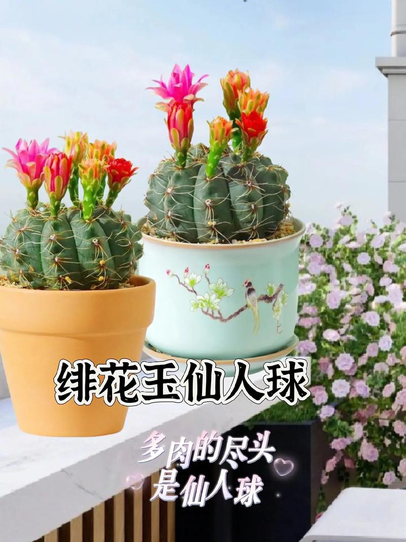 给“仙人球”换盆?给仙人球换盆扎手?-第7张图片-优品飞百科 给“仙人球”换盆?给仙人球换盆扎手?-第7张图片-优品飞百科