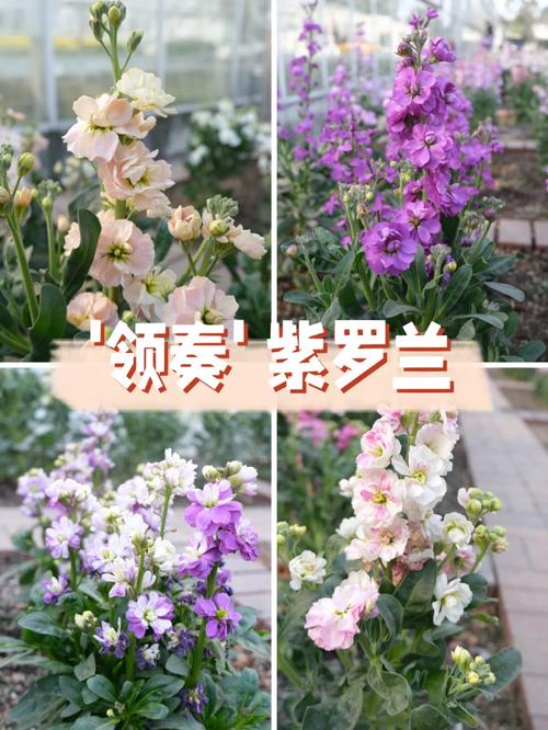 紫罗兰怎么养？紫罗兰怎么养护和浇水？-第3张图片-优品飞百科