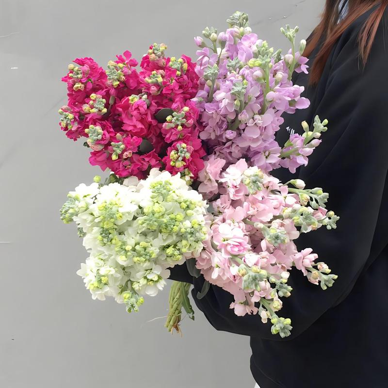 紫罗兰怎么养？紫罗兰怎么养护和浇水？-第4张图片-优品飞百科