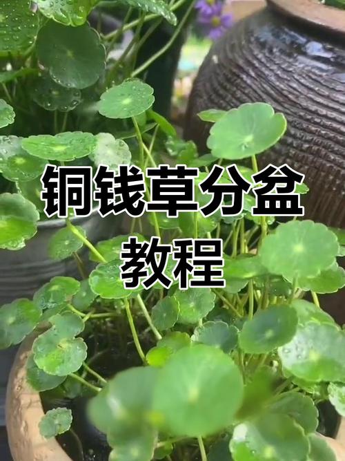 铜钱草怎么分盆？铜钱草怎么分盆种？