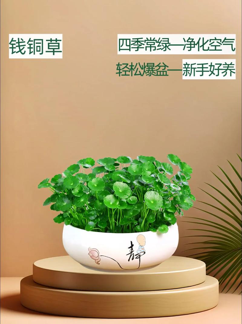 铜钱草怎么分盆？铜钱草怎么分盆种？-第2张图片-优品飞百科