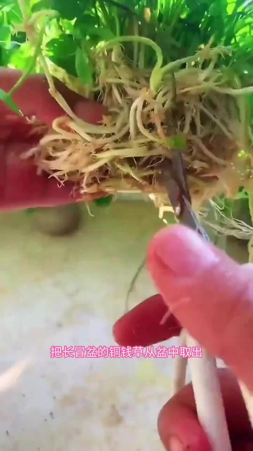 铜钱草怎么分盆？铜钱草怎么分盆种？-第3张图片-优品飞百科