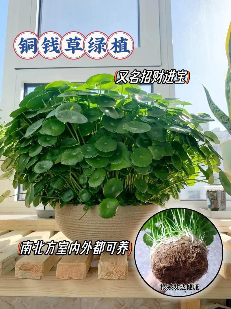 铜钱草怎么分盆？铜钱草怎么分盆种？-第5张图片-优品飞百科