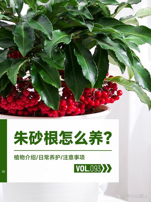 朱砂根种子怎么种？朱砂根种子怎么种视频？-第1张图片-优品飞百科