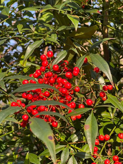 朱砂根种子怎么种？朱砂根种子怎么种视频？-第2张图片-优品飞百科