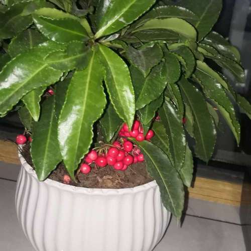 朱砂根种子怎么种？朱砂根种子怎么种视频？-第4张图片-优品飞百科