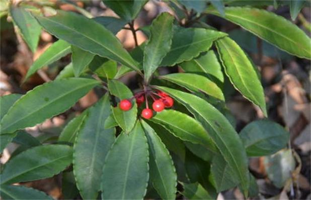 朱砂根种子怎么种？朱砂根种子怎么种视频？-第3张图片-优品飞百科