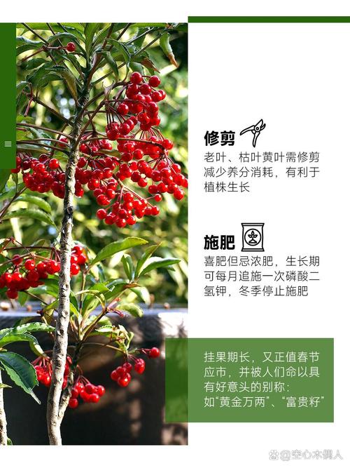 朱砂根种子怎么种？朱砂根种子怎么种视频？-第5张图片-优品飞百科