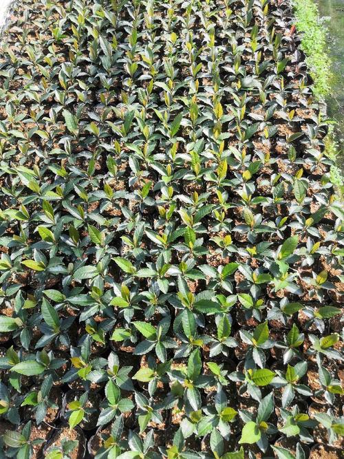 朱砂根种子怎么种？朱砂根种子怎么种视频？-第6张图片-优品飞百科