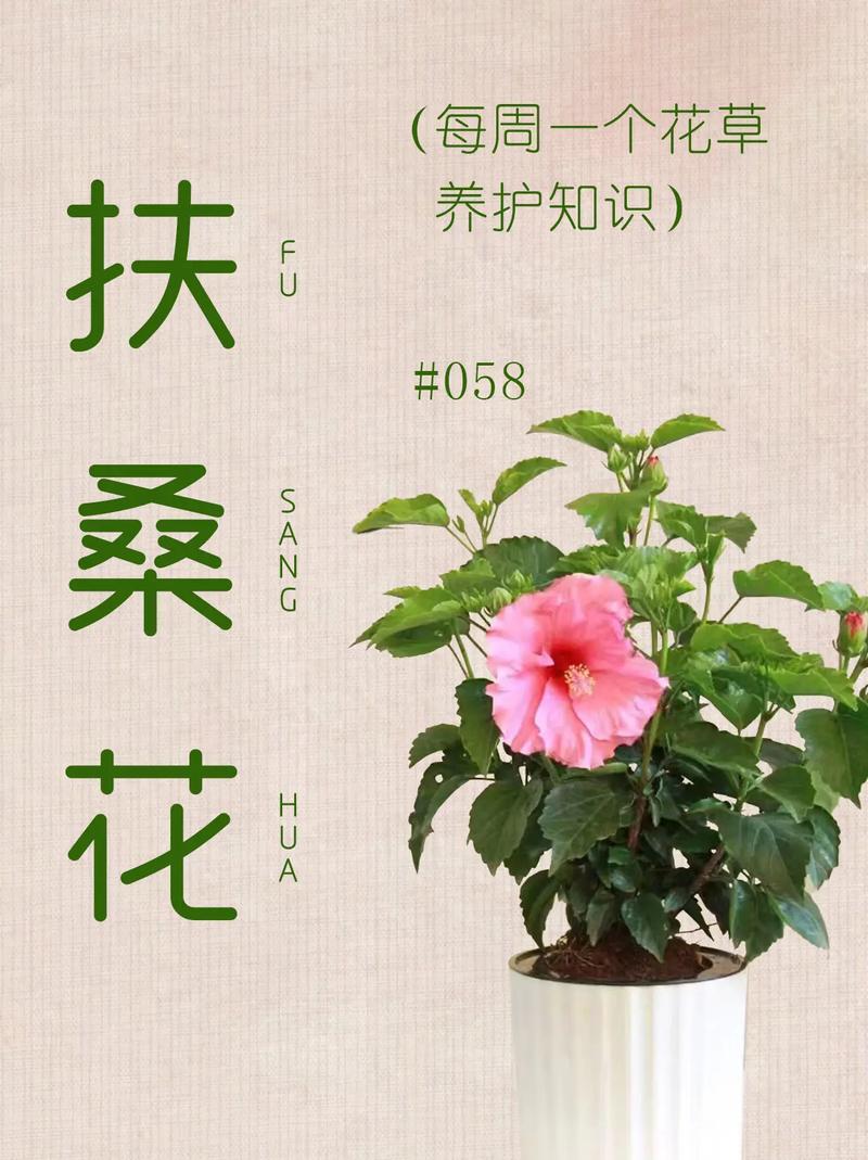 扶桑小苗春天怎样养护，扶桑小苗春天怎样养护好？