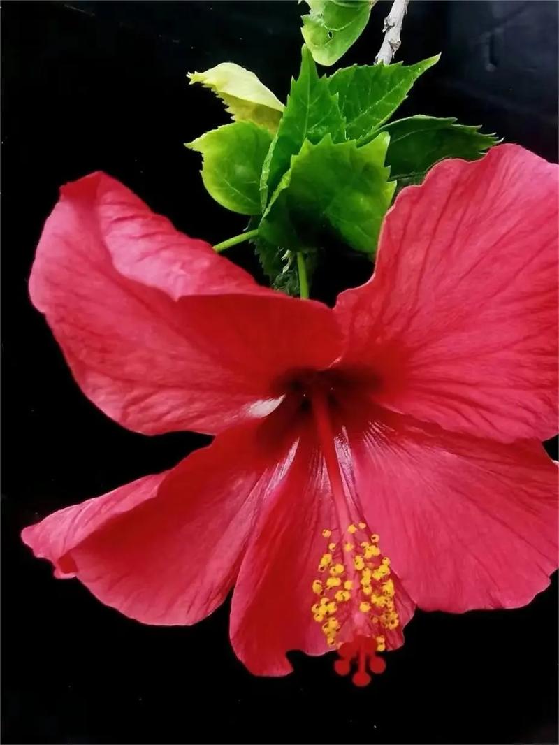 扶桑小苗春天怎样养护，扶桑小苗春天怎样养护好？-第3张图片-优品飞百科