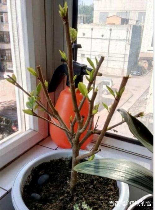 扶桑小苗春天怎样养护，扶桑小苗春天怎样养护好？-第4张图片-优品飞百科