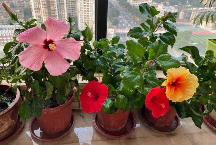 扶桑小苗春天怎样养护，扶桑小苗春天怎样养护好？-第6张图片-优品飞百科