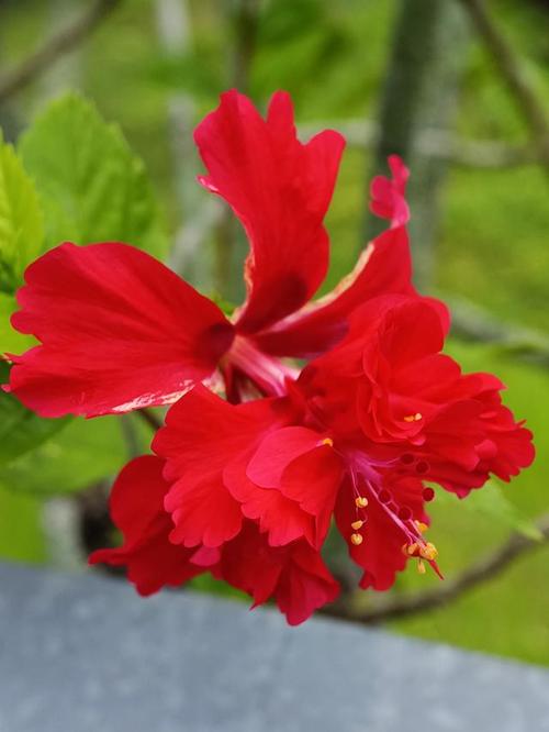 扶桑小苗春天怎样养护，扶桑小苗春天怎样养护好？-第7张图片-优品飞百科