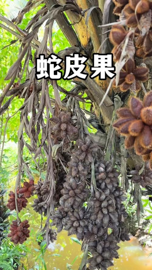 蛇皮果播种繁殖方法，蛇皮果种子怎么发芽盆栽？-第2张图片-优品飞百科