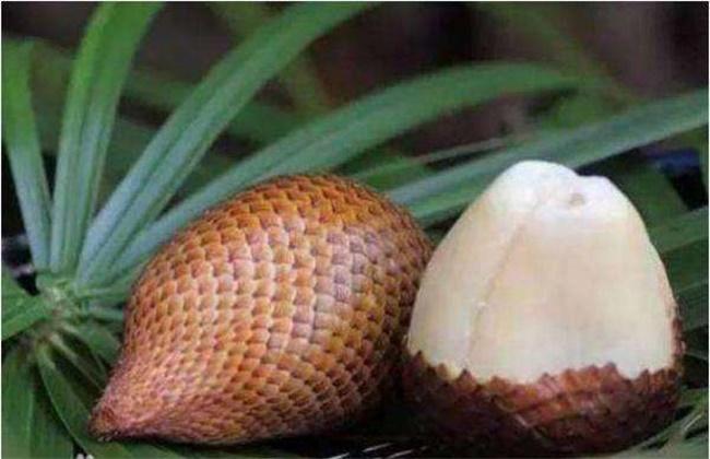 蛇皮果播种繁殖方法，蛇皮果种子怎么发芽盆栽？-第4张图片-优品飞百科