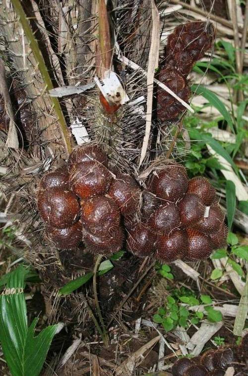 蛇皮果播种繁殖方法，蛇皮果种子怎么发芽盆栽？-第6张图片-优品飞百科