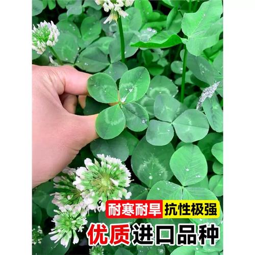 三叶草种植方法？三叶草种植方法视频？