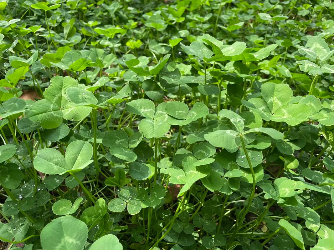 三叶草种植方法？三叶草种植方法视频？-第2张图片-优品飞百科