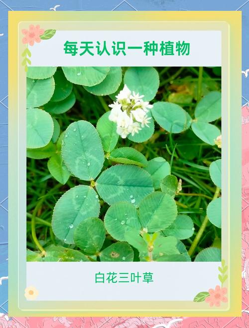 三叶草种植方法？三叶草种植方法视频？-第3张图片-优品飞百科