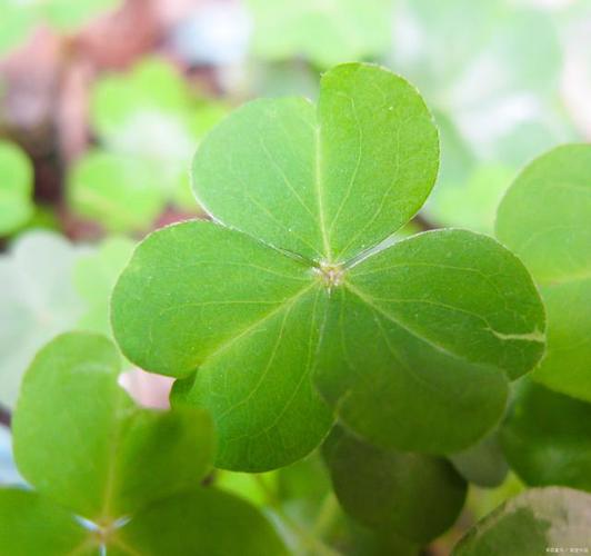 三叶草种植方法？三叶草种植方法视频？-第4张图片-优品飞百科