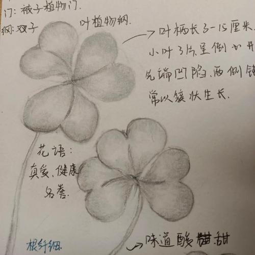 三叶草种植方法？三叶草种植方法视频？-第5张图片-优品飞百科