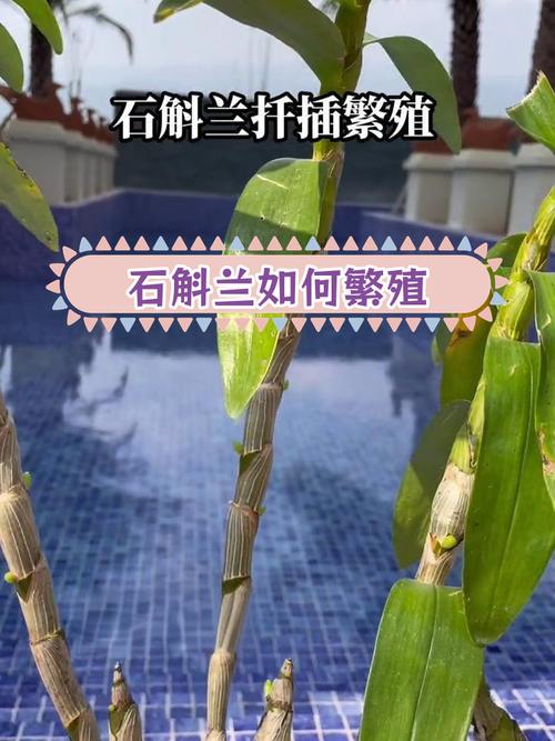 石斛几月扦插？石斛什么时候扦插？