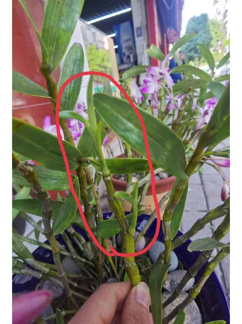 石斛几月扦插？石斛什么时候扦插？-第2张图片-优品飞百科