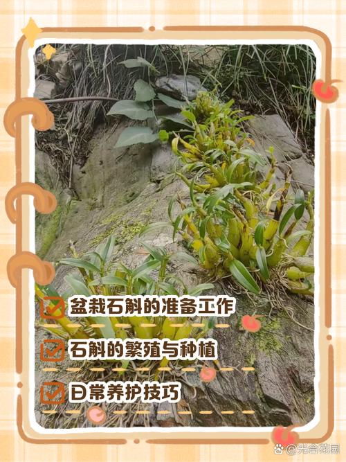 石斛几月扦插？石斛什么时候扦插？-第3张图片-优品飞百科