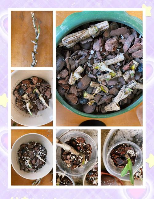 石斛几月扦插？石斛什么时候扦插？-第7张图片-优品飞百科