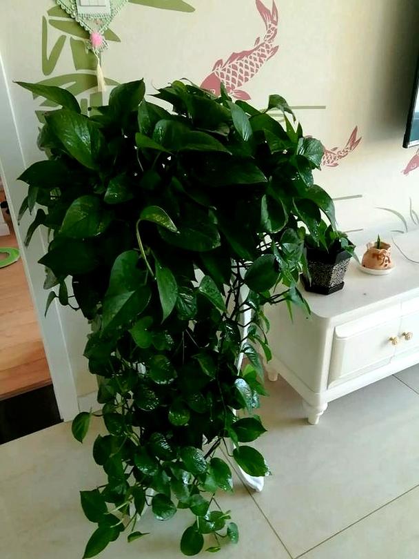 王大妈对付绿萝“黄叶”有一手的简单介绍